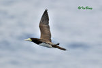 白腹鰹鳥 Brown Booby (Female)
100514001Nc