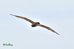 白腹鰹鳥 Brown Booby (Female)
100514105Nc