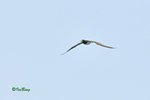 白腹鰹鳥 Brown Booby (Male)100514108Nc