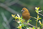 朱雀 Vinaceous Rosefinch (Female)
100510024N