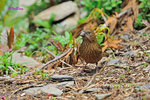朱雀 Vinaceous Rosefinch (Female)
100510043Nc