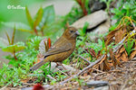 朱雀 Vinaceous Rosefinch (Female)
100510053Nc