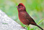 朱雀 Vinaceous Rosefinch (Male)
100510113Nc