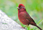 朱雀 Vinaceous Rosefinch (Male)
100510114Nc