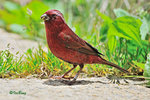 朱雀 Vinaceous Rosefinch (Male)
100510143Nc