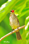 110124122Nc 白眉臀鵯 Yellow-vented Bulbul