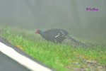 帝雉 Mikado Pheasant (Male)
100515097Nc