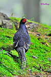 帝雉 Mikado Pheasant (Male)
100516010Nc