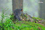 帝雉 Mikado Pheasant (Male)
100516011Nc