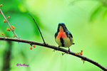 紅胸啄花鳥(雄) Fire-breasted Flowerpecker (Male)
100515076Nc