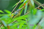 紅胸啄花鳥(雄) Fire-breasted Flowerpecker (Female)100515081Nc