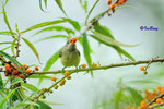 紅胸啄花鳥(雌)  Fire-breasted Flowerpecker (Female)
100516078Nc