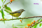 紅胸啄花鳥(雌)  Fire-breasted Flowerpecker (Female)
100516085Nc