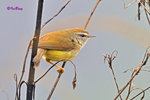深山鶯 Vereaux's Bush Warbler
100511022Nc