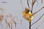 深山鶯 Vereaux's Bush Warbler
100511027Nc