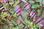 短尾鶯 Short-tailed Bush Warbler
100511067Nc