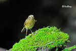 黄胸青鶲(雌) Thicket Flycatcher(Female)
100516036Nc