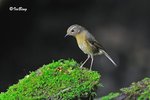 黄胸青鶲(雌) Thicket Flycatcher(Female)
100516041Nc