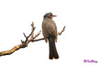 棕耳鵯 Chestnut-eared Bulbul
100513009Nc
