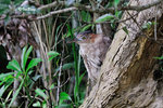 黑冠麻鷺 Tiger Bittern
100513016Nc