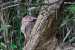 黑冠麻鷺 Tiger Bittern
100513017Nc