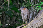 黑冠麻鷺 Tiger Bittern
100513020Nc