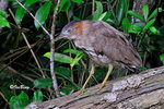 黑冠麻鷺 Tiger Bittern
100513024Nc