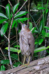 黑冠麻鷺 Tiger Bittern
100513029Nc