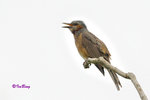 棕耳鵯 Chestnut-eared Bulbul
100513032Nc