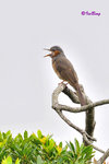 棕耳鵯 Chestnut-eared Bulbul
棕耳鵯 Chestnut-eared Bulbul
100513037Nc