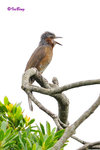 棕耳鵯 Chestnut-eared Bulbul
100513044Nc