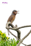 棕耳鵯 Chestnut-eared Bulbul
100513048Nc