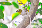 繡眼畫眉 Gray-cheeked Fulvetta
100513053Nc