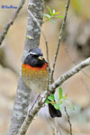 粟背林鴝 Collared Bush Robin (Male)
100510009Nc