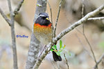 粟背林鴝 Collared Bush Robin (Male)
100510011Nc