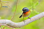 粟背林鴝 Collared Bush Robin (Male)
100510012Nc