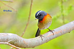粟背林鴝 Collared Bush Robin (Male)
100510016Nc