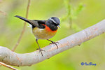 粟背林鴝 Collared Bush Robin (Male)
100510017Nc