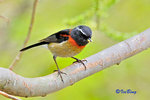 粟背林鴝 Collared Bush Robin (Male)
100510018Nc