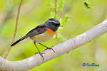 粟背林鴝 Collared Bush Robin (Male)
100510020Nc