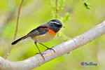 粟背林鴝 Collared Bush Robin (Male)
100510022Nc