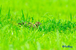 環頸雉 Ring-necked Pheasant (Female)
100509073Nc