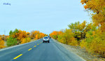 101026124NcLs