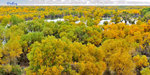 101026204NcLs