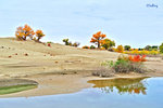 10102638NcLs