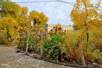 101026405NcLs