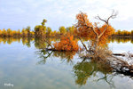 101026464NcLs