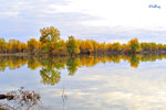 101026466NcLs