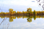 101026467NcLs