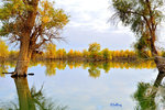 101026480NcLs